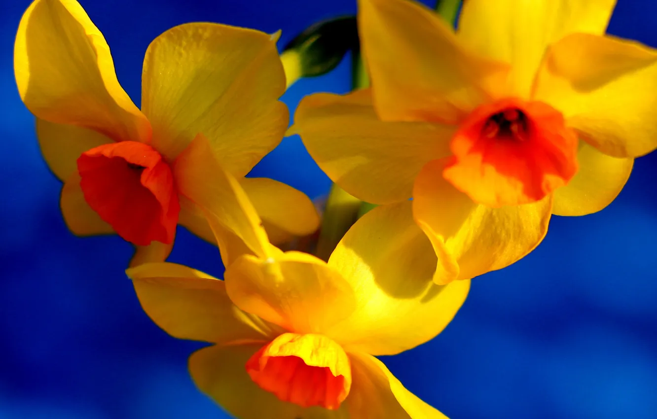 Photo wallpaper flowers, paint, petals, Narcissus