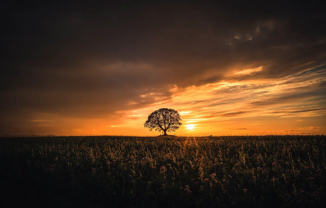 Photo wallpaper field, the sky, the sun, clouds, light, trees, sunset, dal