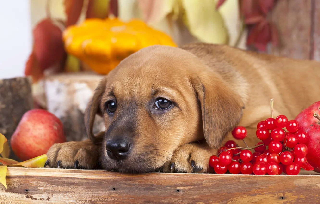 Photo wallpaper autumn, look, apples, autumn, Retriever, dogs, Kalina, retriever