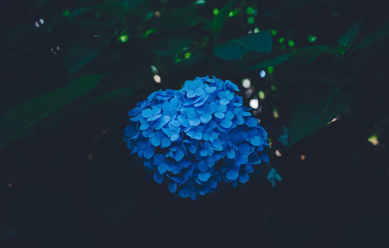Photo wallpaper flowers, blue, hydrangea