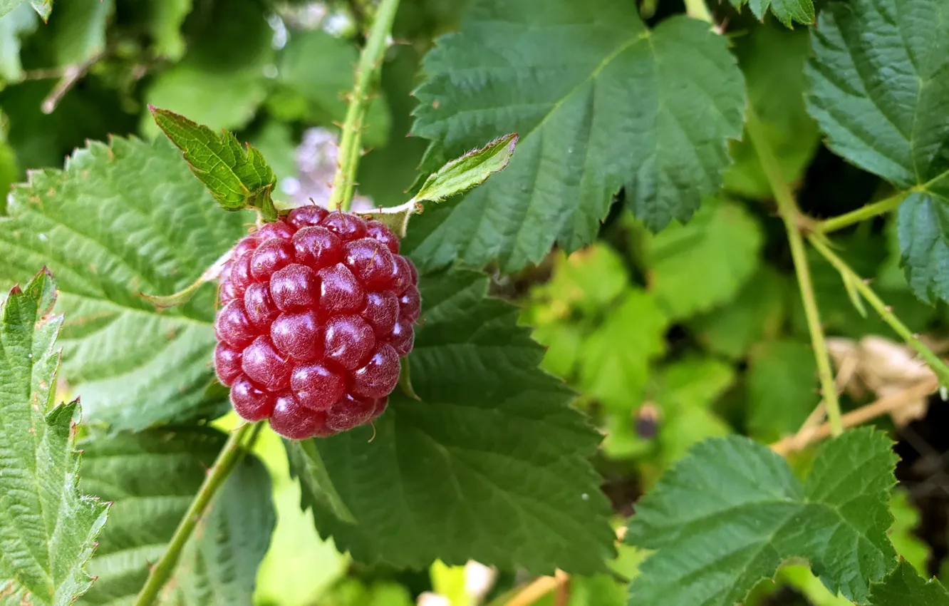 Photo wallpaper berries, raspberry, berry