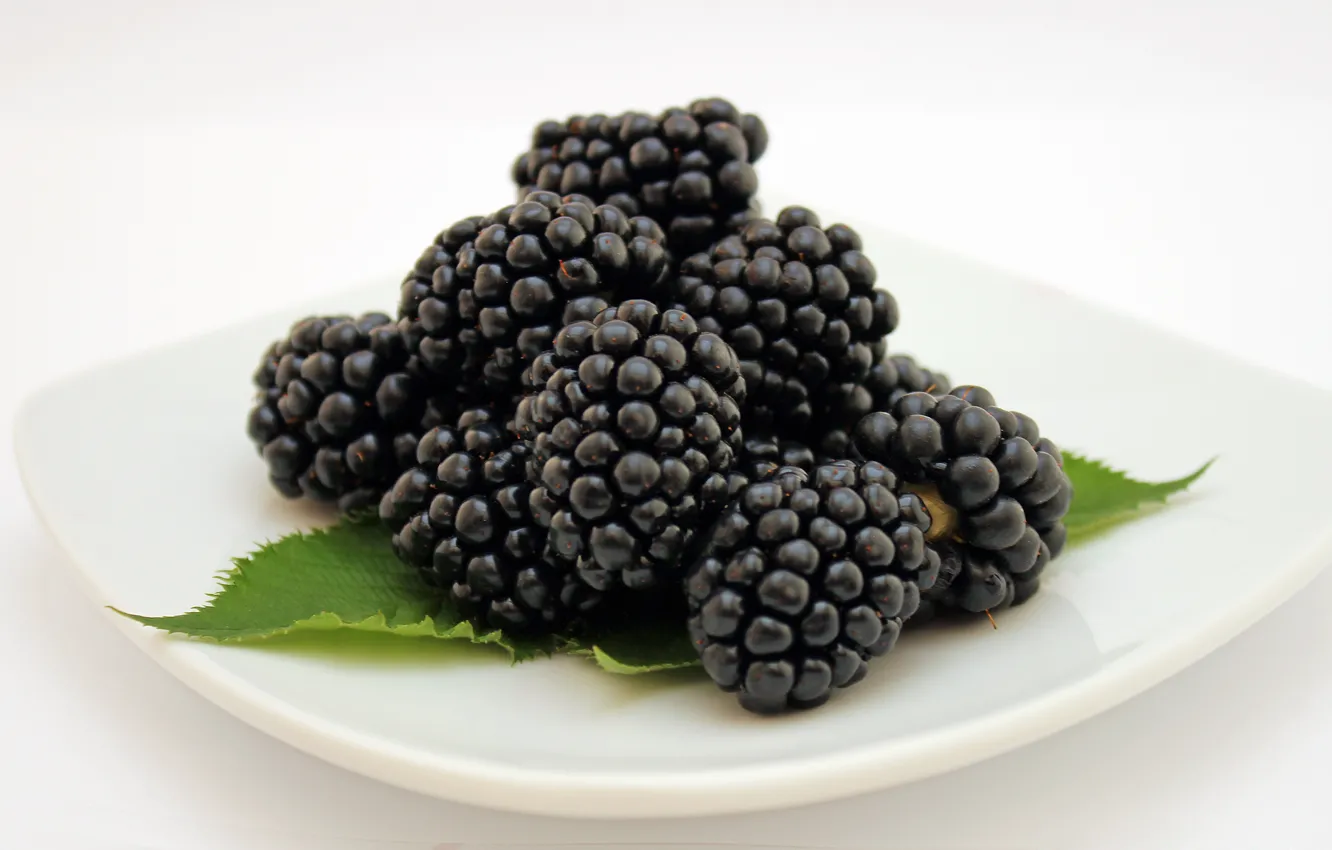 Photo wallpaper berries, macro, white background, BlackBerry