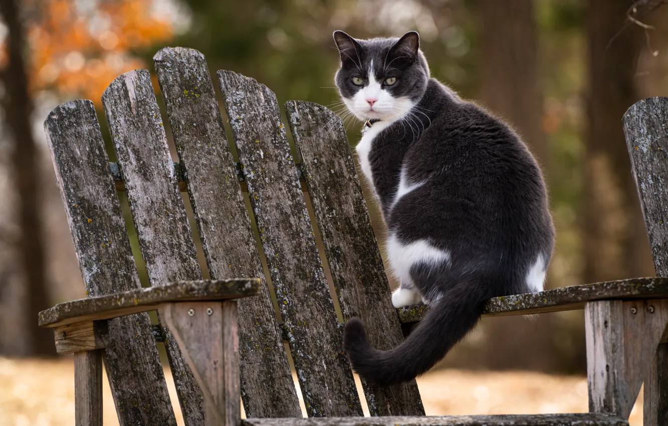 Photo wallpaper cat, look, chair, cat
