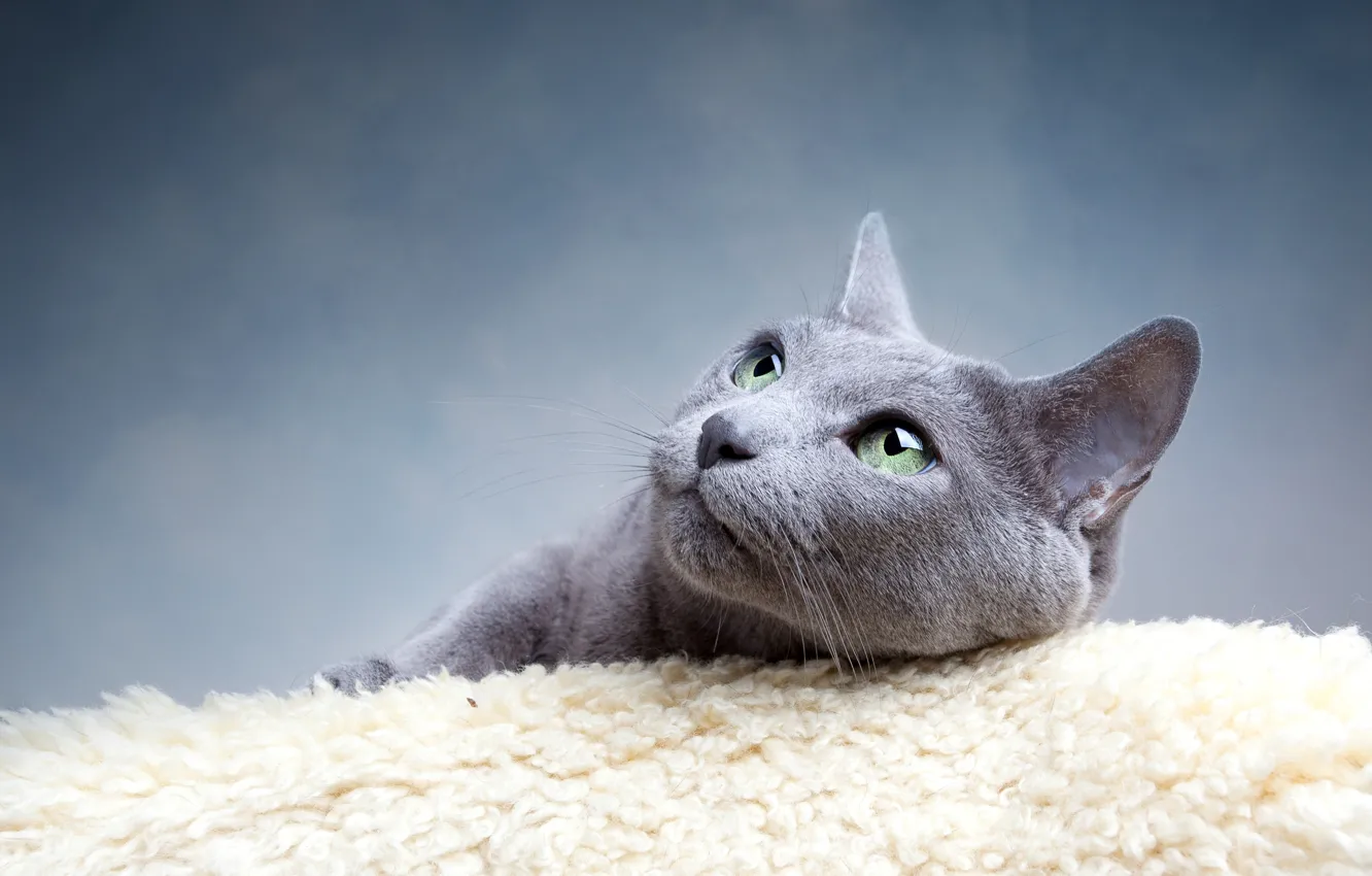 Photo wallpaper cat, eyes, cat, mustache, look, grey, green, blue