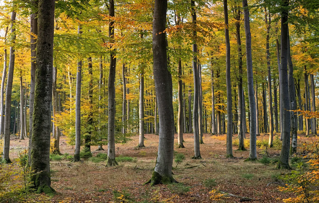 Photo wallpaper autumn, forest, leaves, trees, branches, yellow, Park, foliage