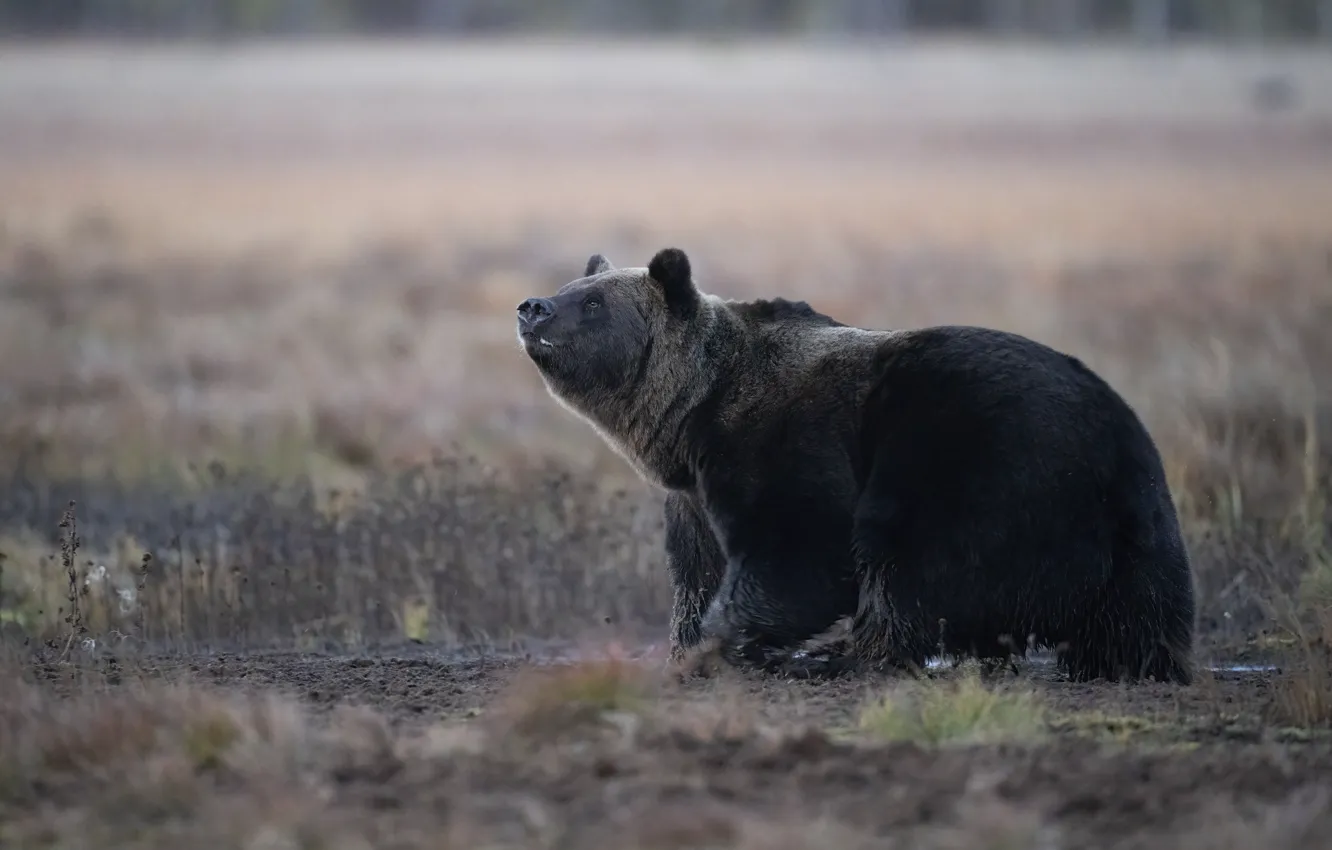 Photo wallpaper field, grass, glade, bear, walk, bokeh, looking up