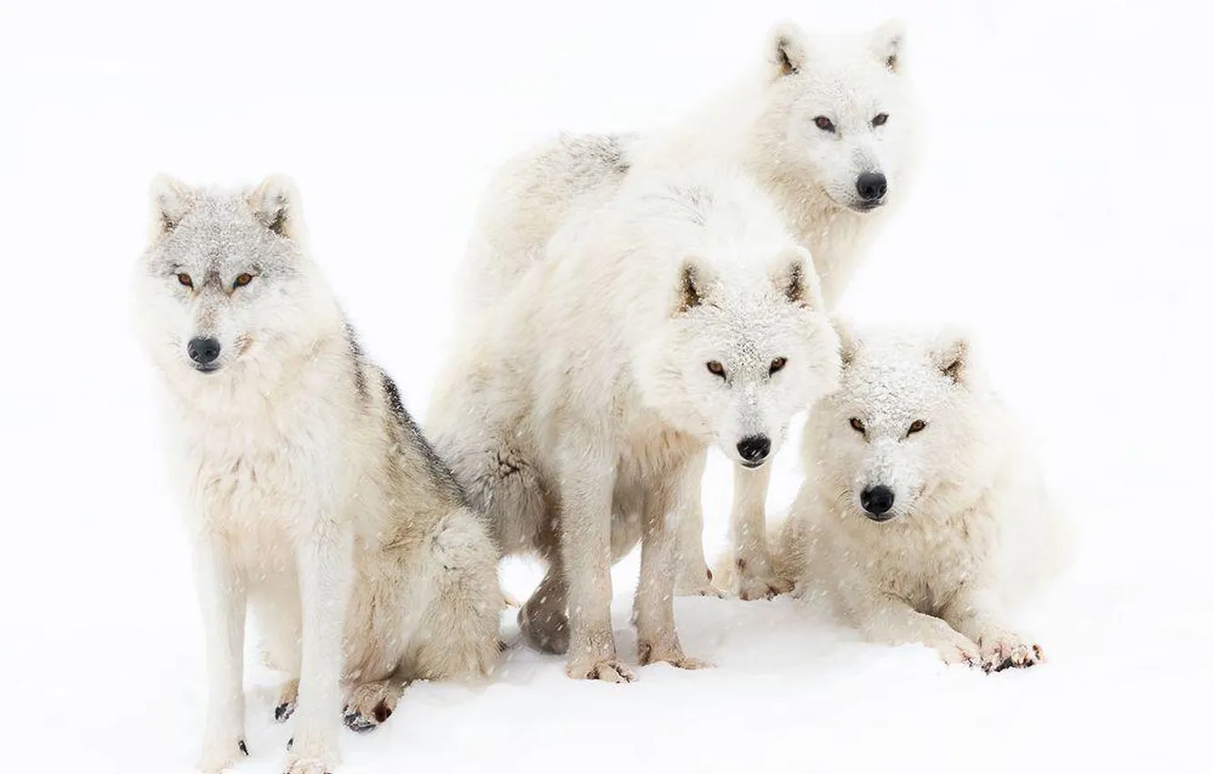 Photo wallpaper Predator, nature, snow, face, animal, wolf, canis lupus, wildlife