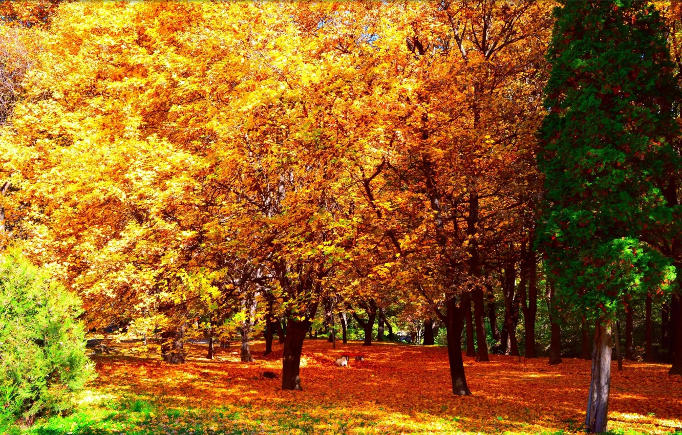 Photo wallpaper autumn, leaves, trees, Park, Nature, falling leaves, trees, park