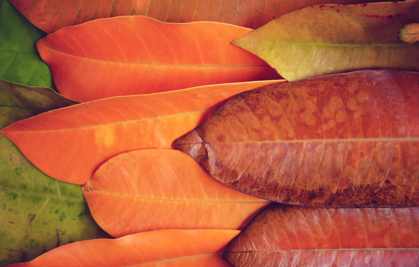 Photo wallpaper autumn, leaves, background, colorful, texture, background, autumn, leaves