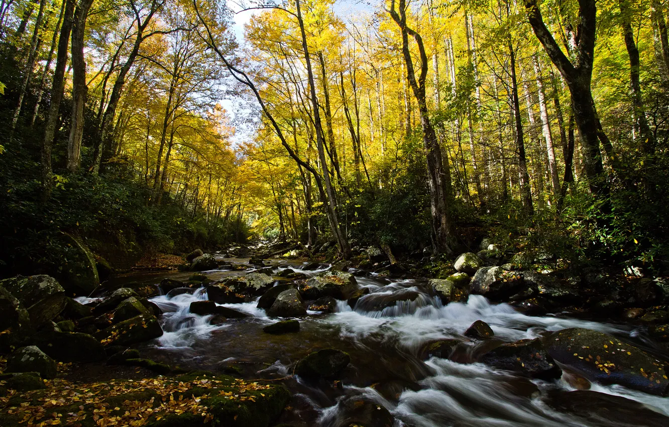 Photo wallpaper leaves, trees, stones, stream