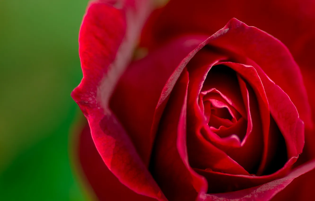 Photo wallpaper macro, roses, buds