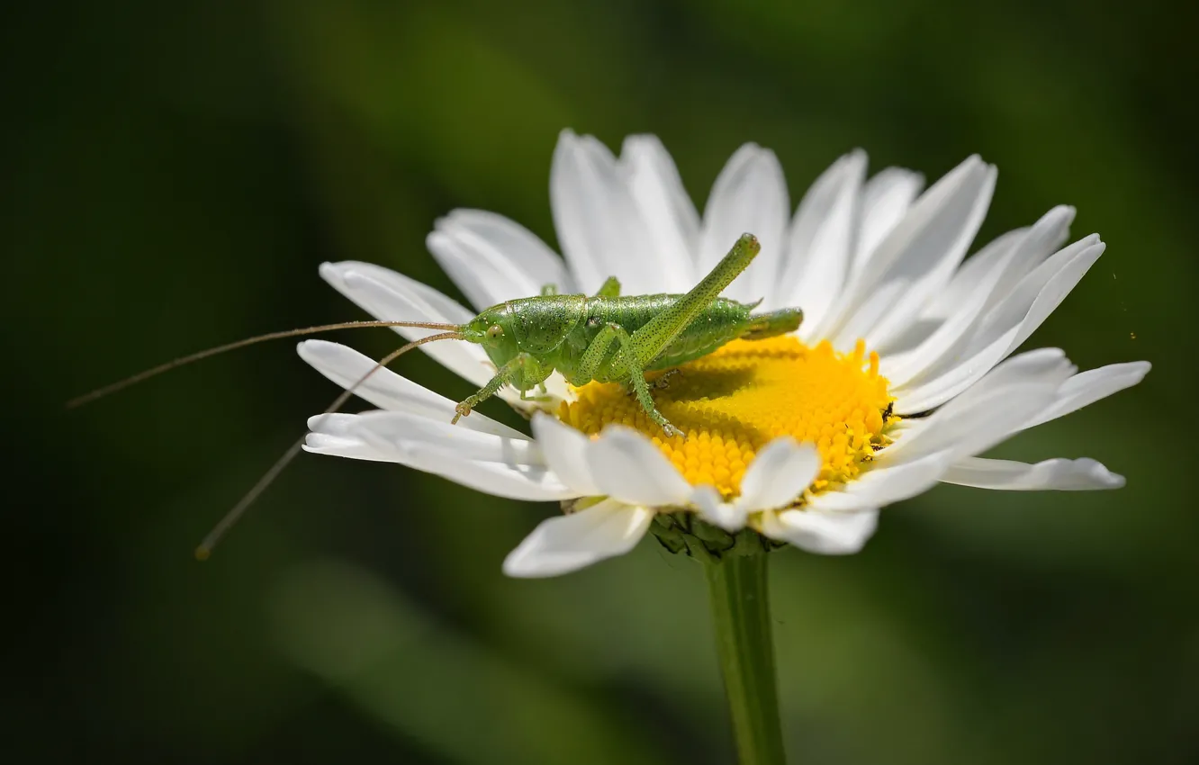 Photo wallpaper flower, macro, grasshopper