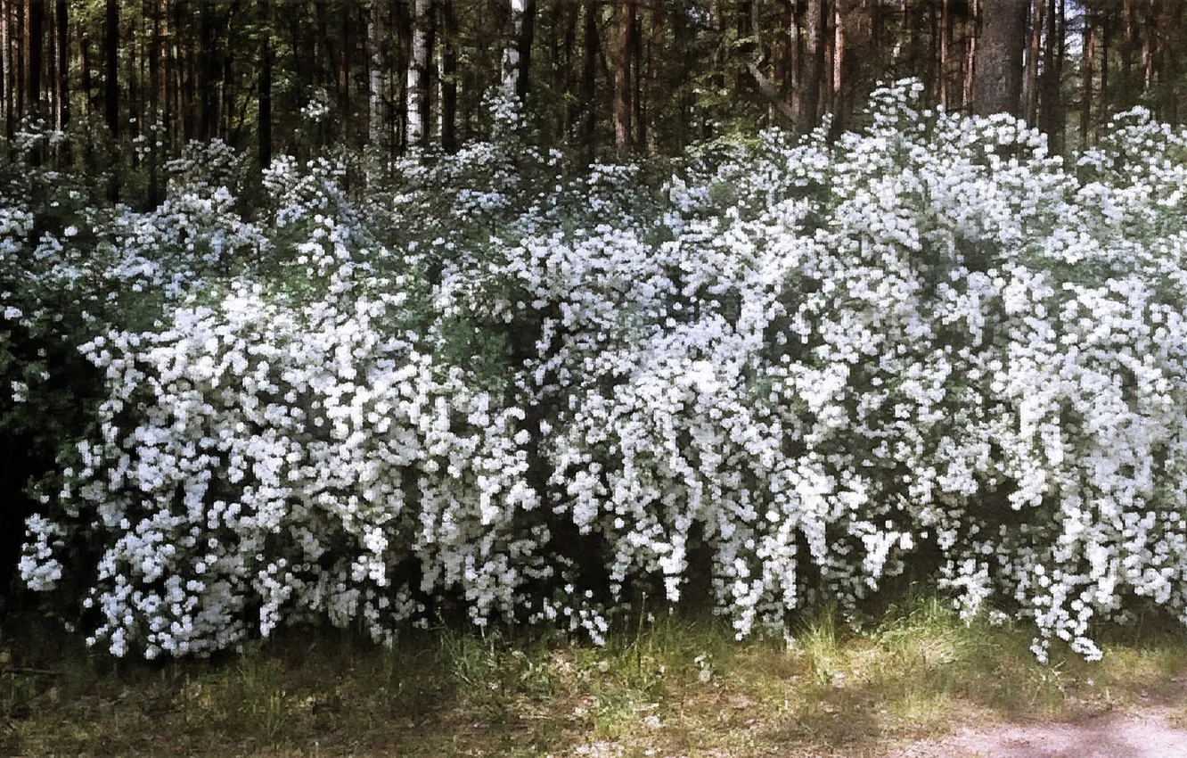 Photo wallpaper summer, flowers, heat, may