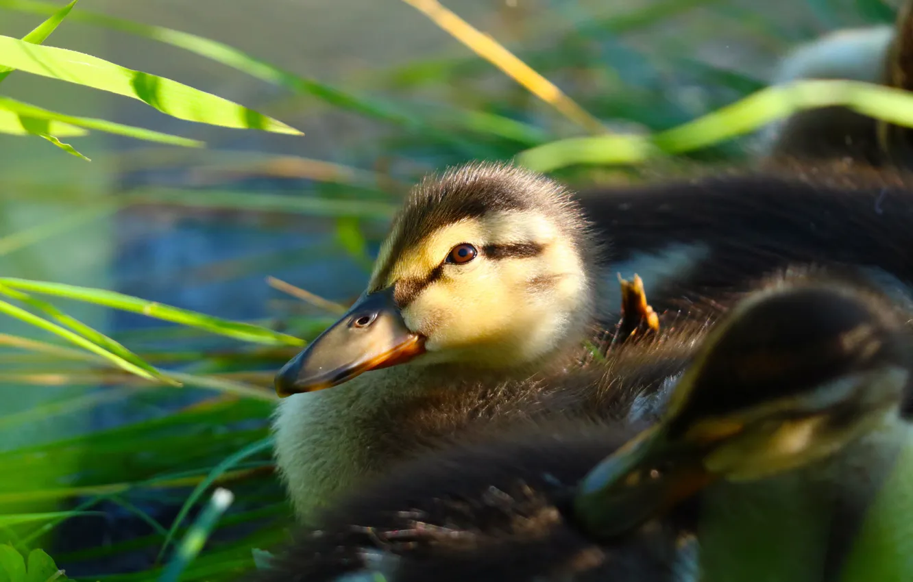 Photo wallpaper grass, bird, duck, Chicks
