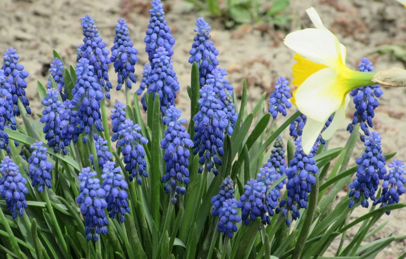Photo wallpaper blue, Narcissus, Bush, spring 2018, Meduzanol ©