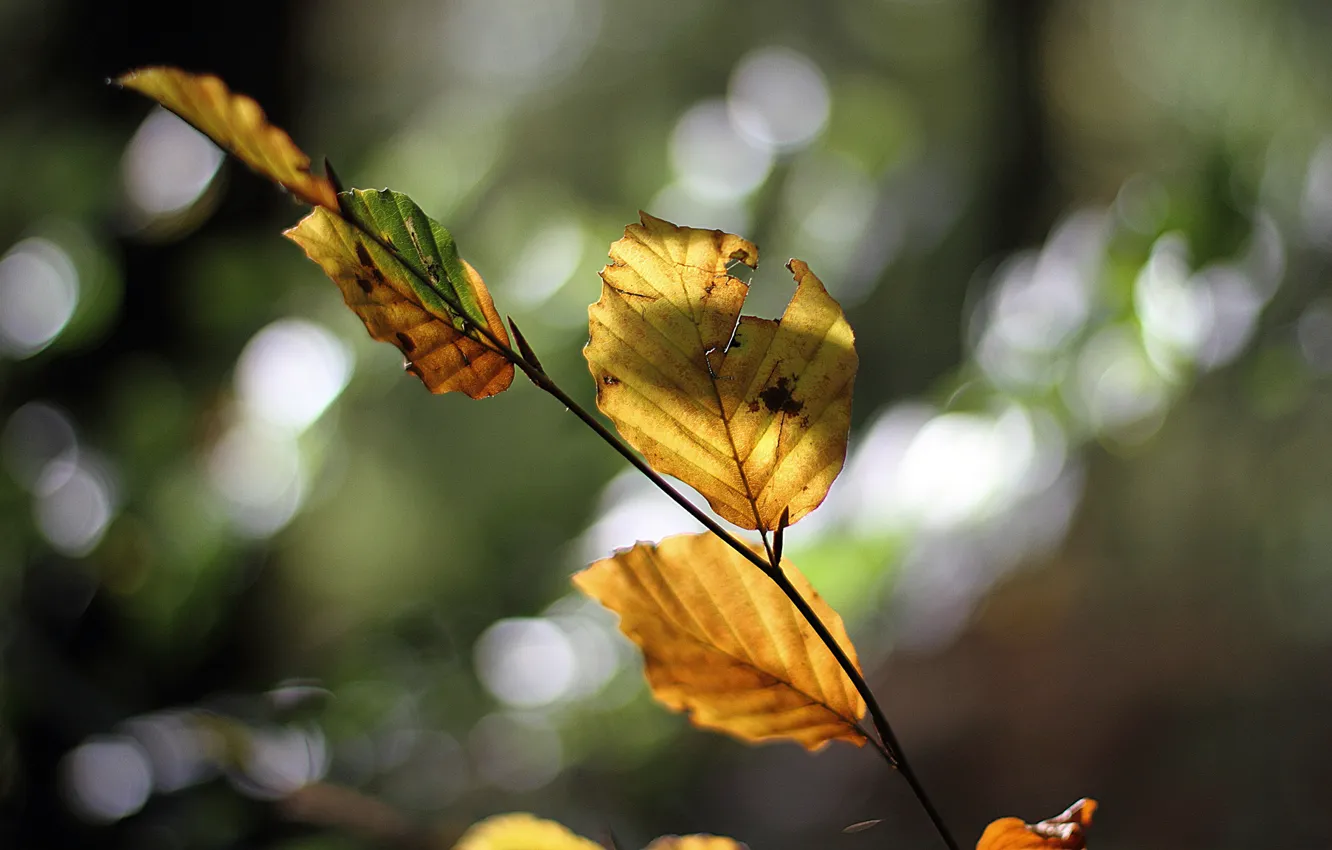 Photo wallpaper autumn, leaves, glare, branch