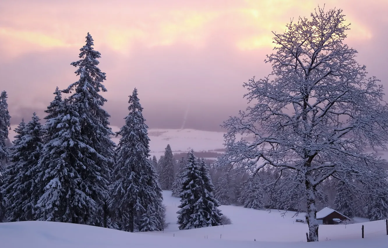 Photo wallpaper winter, frost, forest, the sky, clouds, snow, mountains, branches