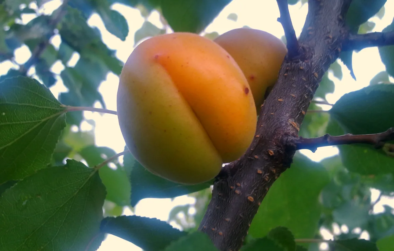 Photo wallpaper summer, fruit, fruit, vitamins, apricots