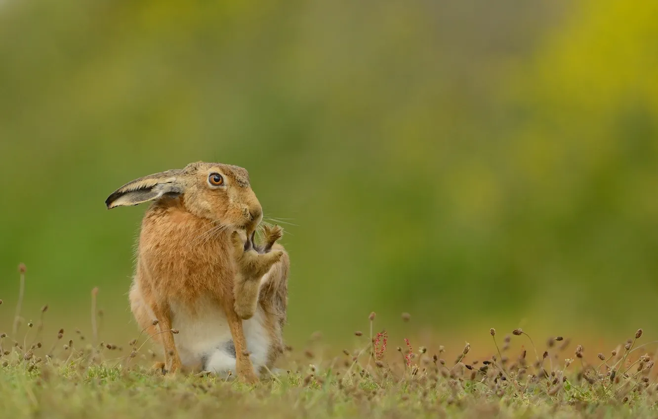 Photo wallpaper nature, background, Brown Hare