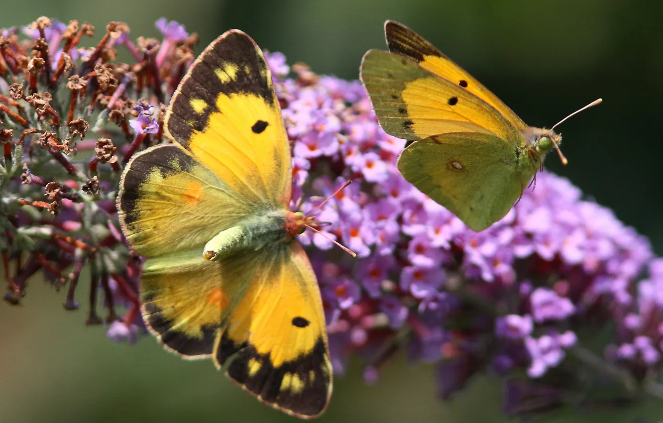 Photo wallpaper flower, butterfly, lilac, two, yellow