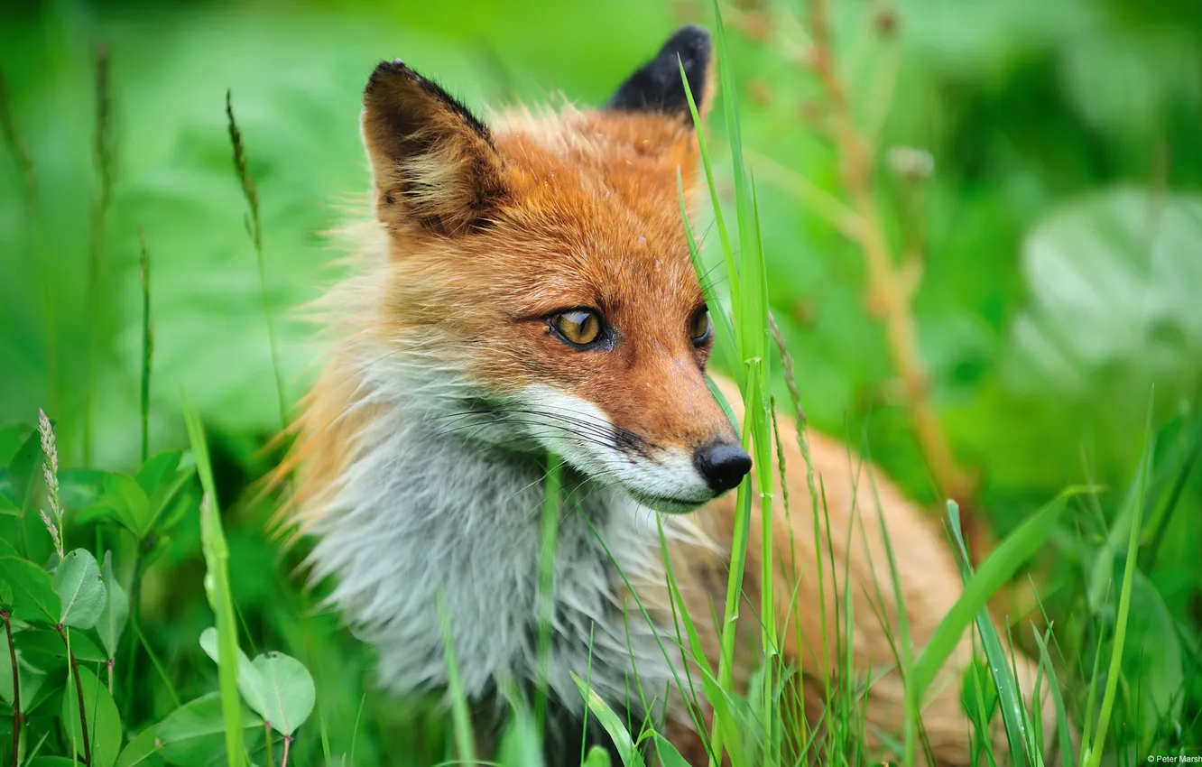 Photo wallpaper grass, Fox, fox