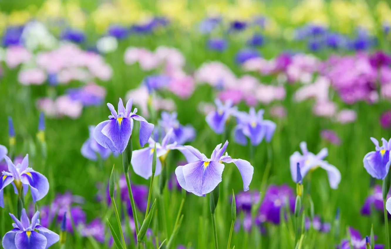 Photo wallpaper summer, flowers, irises