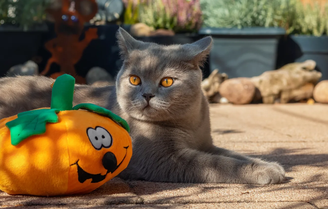Photo wallpaper cat, cat, Halloween, pumpkin, Halloween