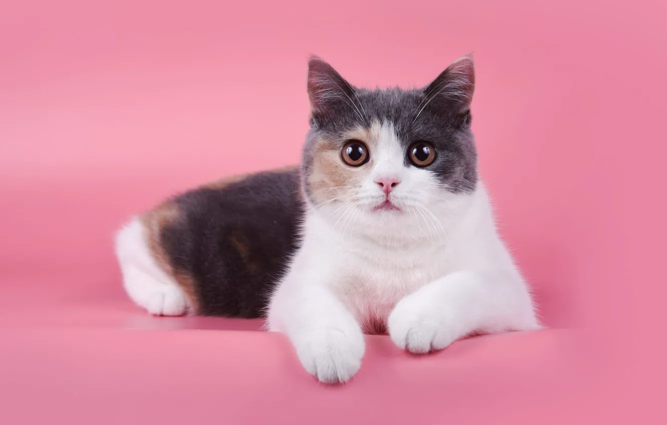 Photo wallpaper cat, cat, look, pose, face