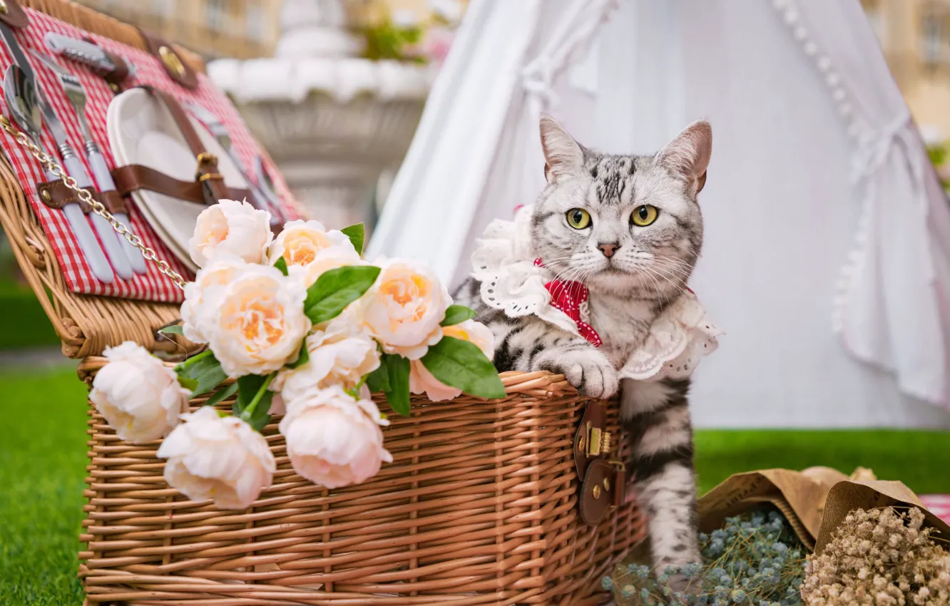 Photo wallpaper cat, look, flowers, basket