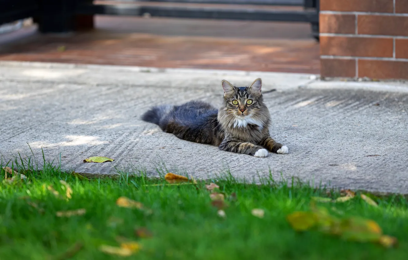Photo wallpaper cat, lawn, lies, the sidewalk