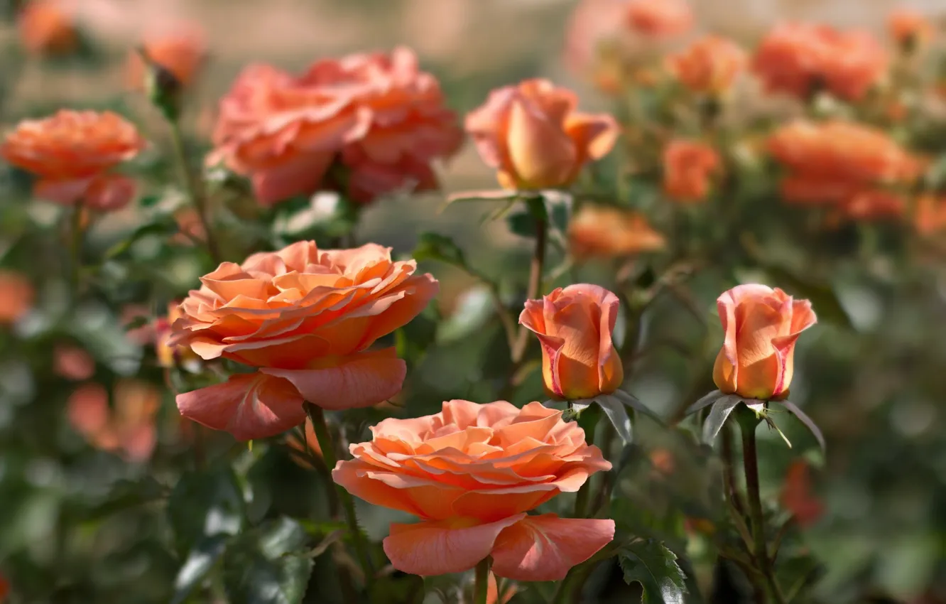 Photo wallpaper orange, roses, the bushes