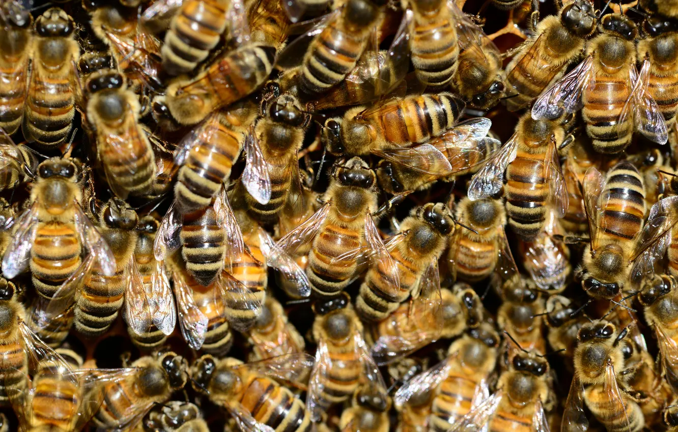 Photo wallpaper Wallpaper, cell, honey, wax, honey bees