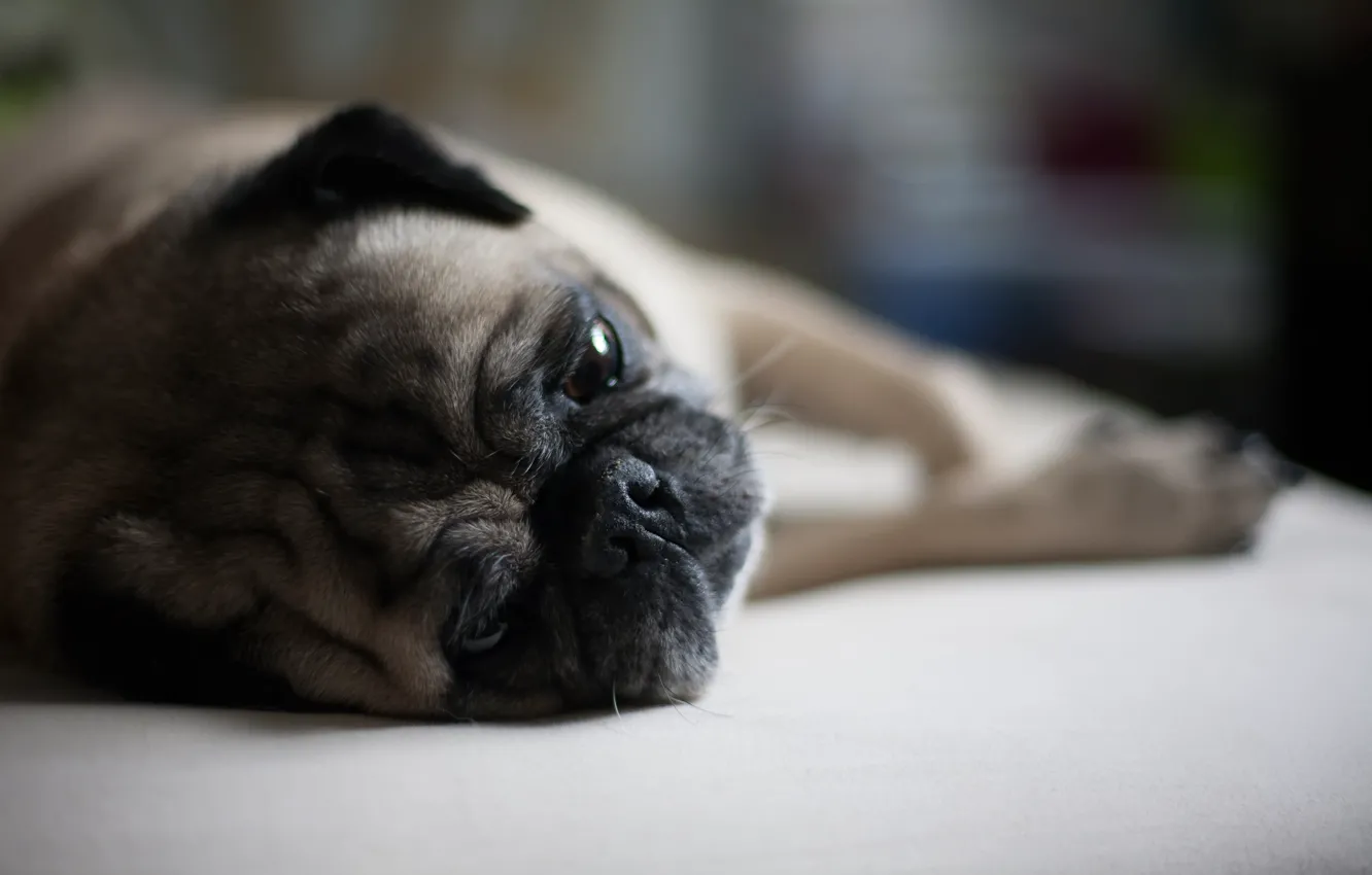 Photo wallpaper dog, muzzle, lies, Pug