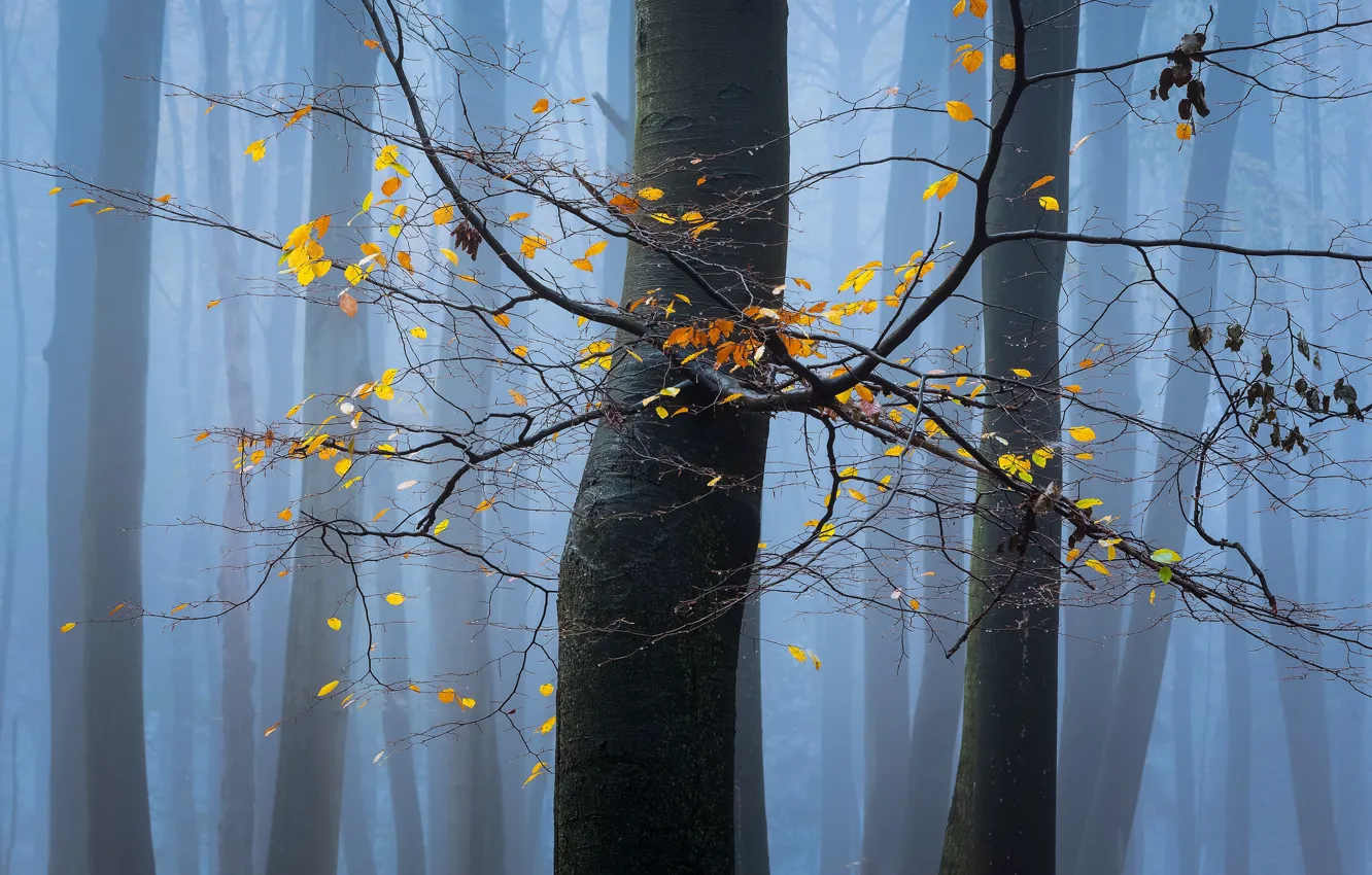 Photo wallpaper autumn, leaves, trees, fog