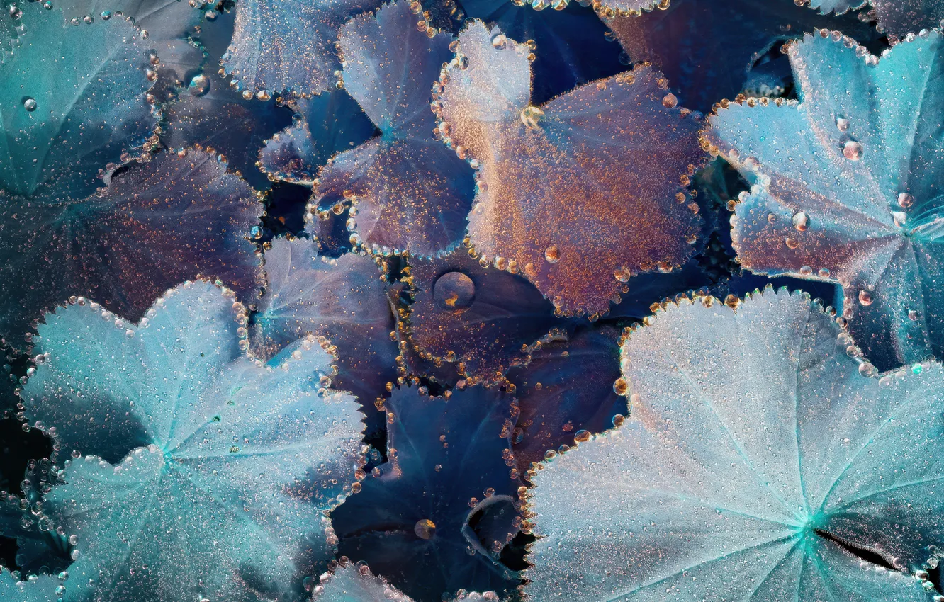 Photo wallpaper nature, macro, water droplets, Dew Drops, Shimmering, Plant Leaves, Iridescence