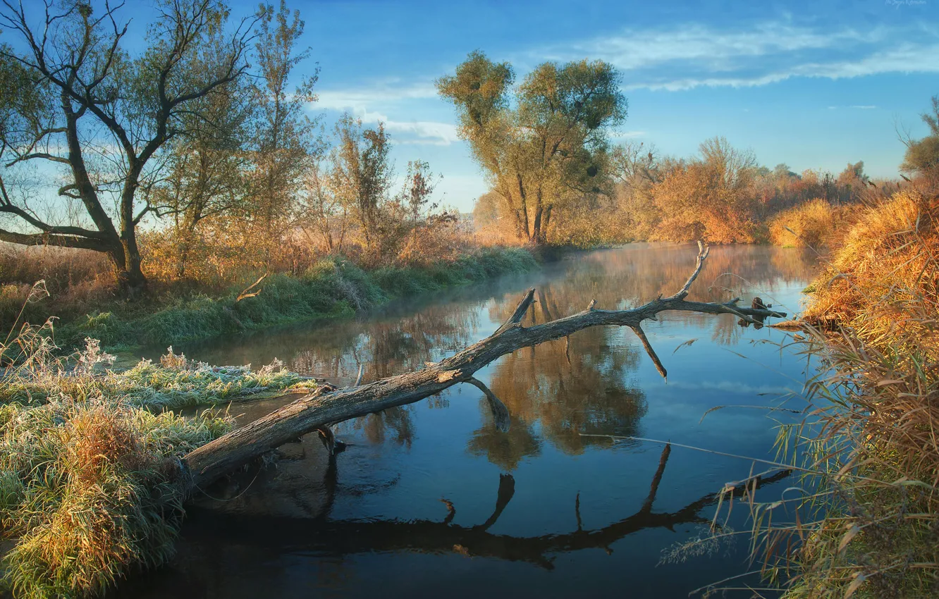 Photo wallpaper autumn, trees, nature, trunk, pond, frost
