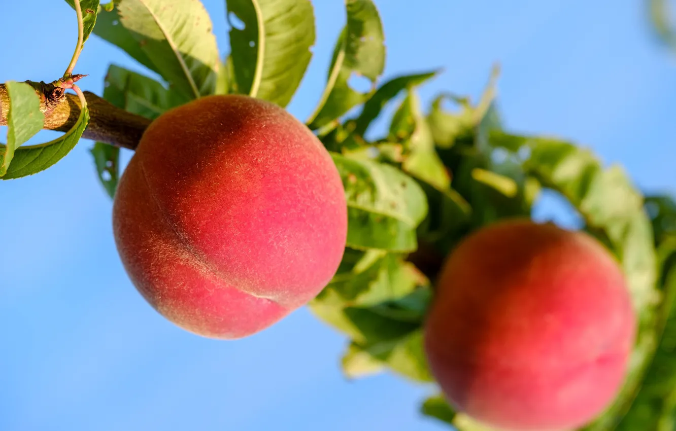 Photo wallpaper branches, nature, fruit, peaches