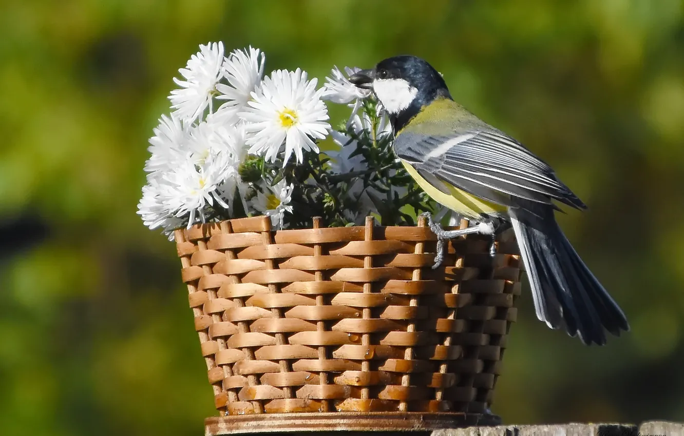 Photo wallpaper autumn, nature, bird, Big tit