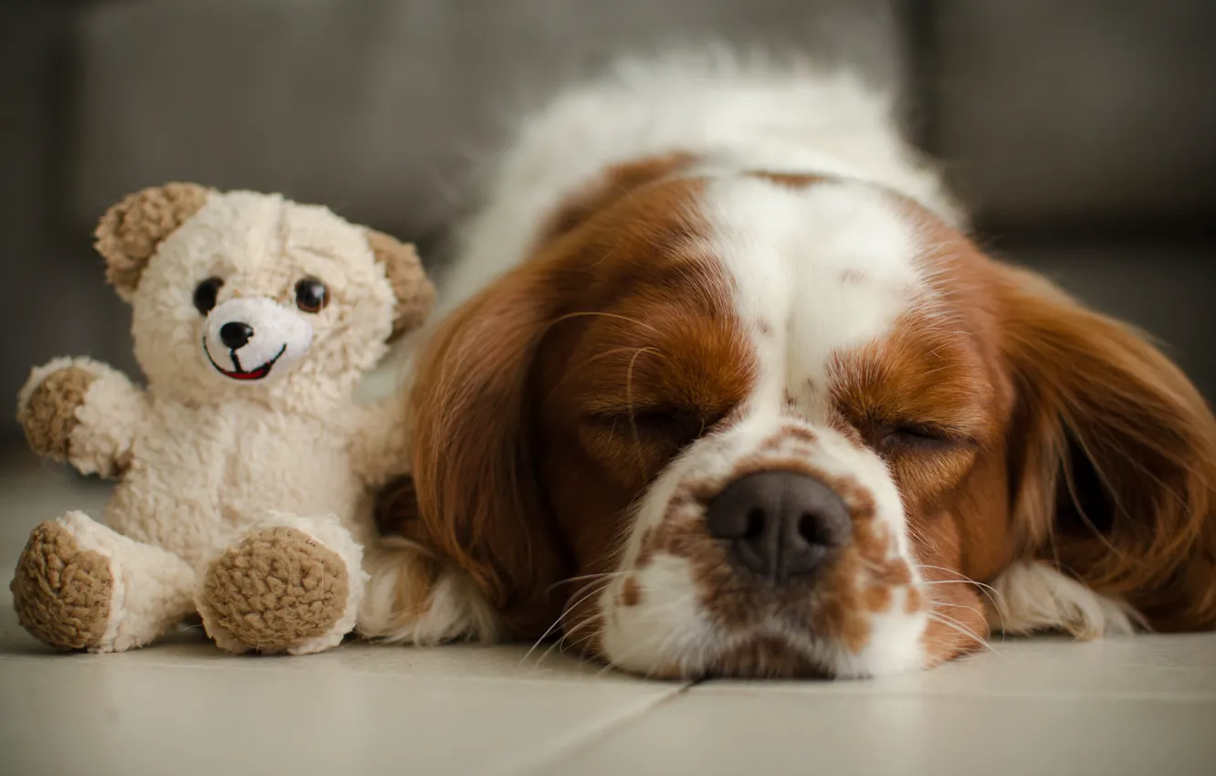 Photo wallpaper toy, sleep, dog, bear, Teddy bear, sleeping, The cavalier king Charles Spaniel