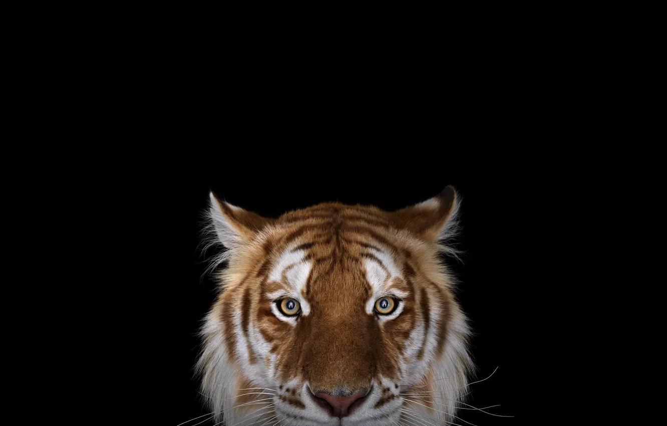 Photo wallpaper face, tiger, portrait, predator, black background, Peeps
