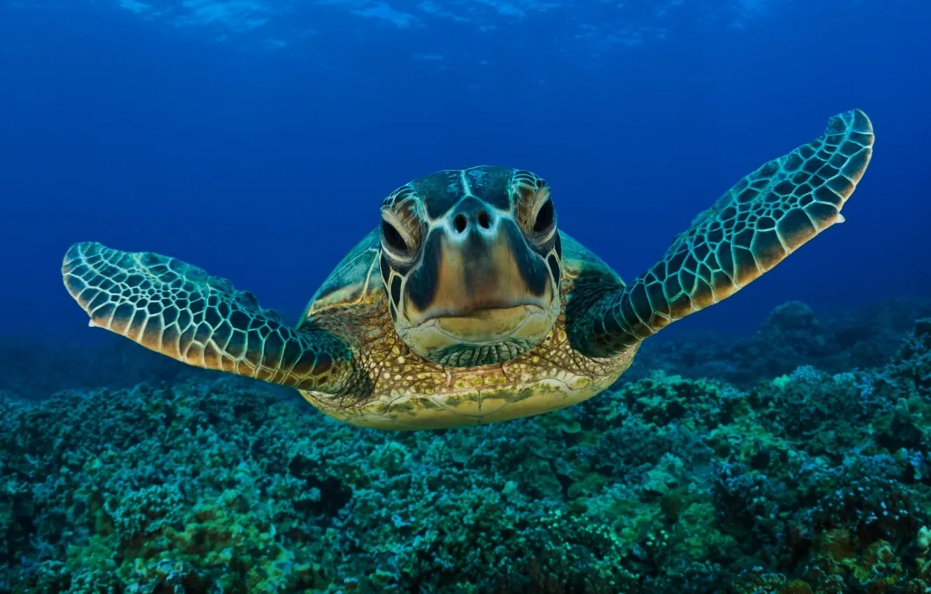 Photo wallpaper underwater, sea, life, turtle
