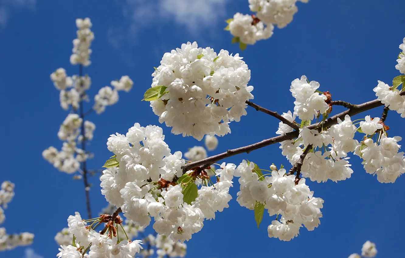 Photo wallpaper the sky, trees, flowers, branches, spring, garden