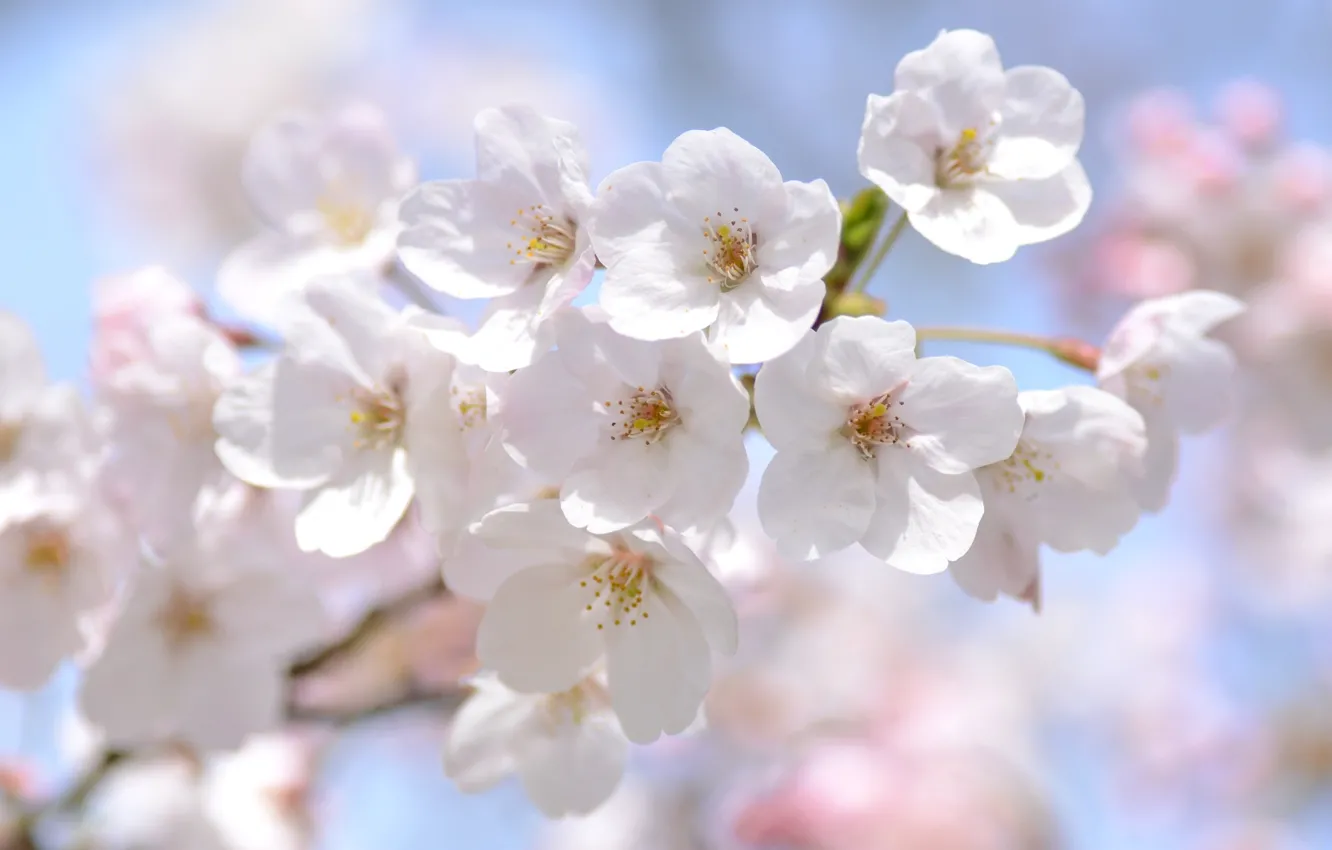 Photo wallpaper macro, cherry, tenderness, spring, Sakura