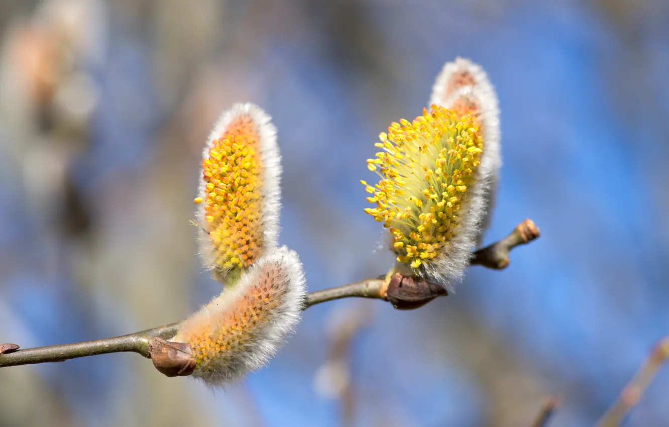 Photo wallpaper macro, branches, nature, pollen, spring, yellow, flowering, kidney