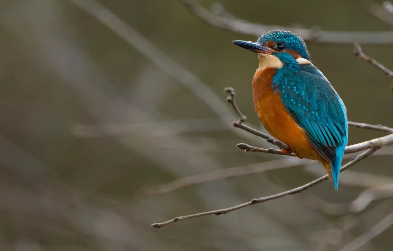 Photo wallpaper branches, grey, bird, bird, sitting, blurred background, Kingfisher, bright plumage