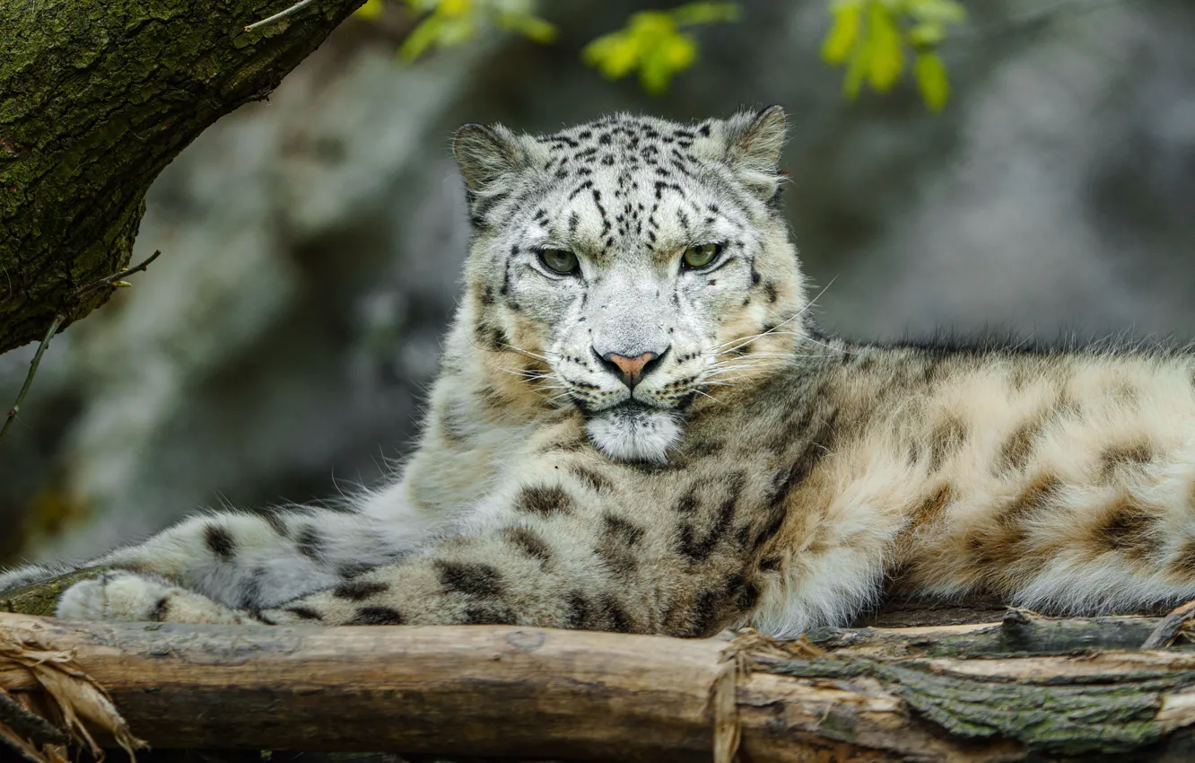 Photo wallpaper look, face, pose, lies, IRBIS, snow leopard