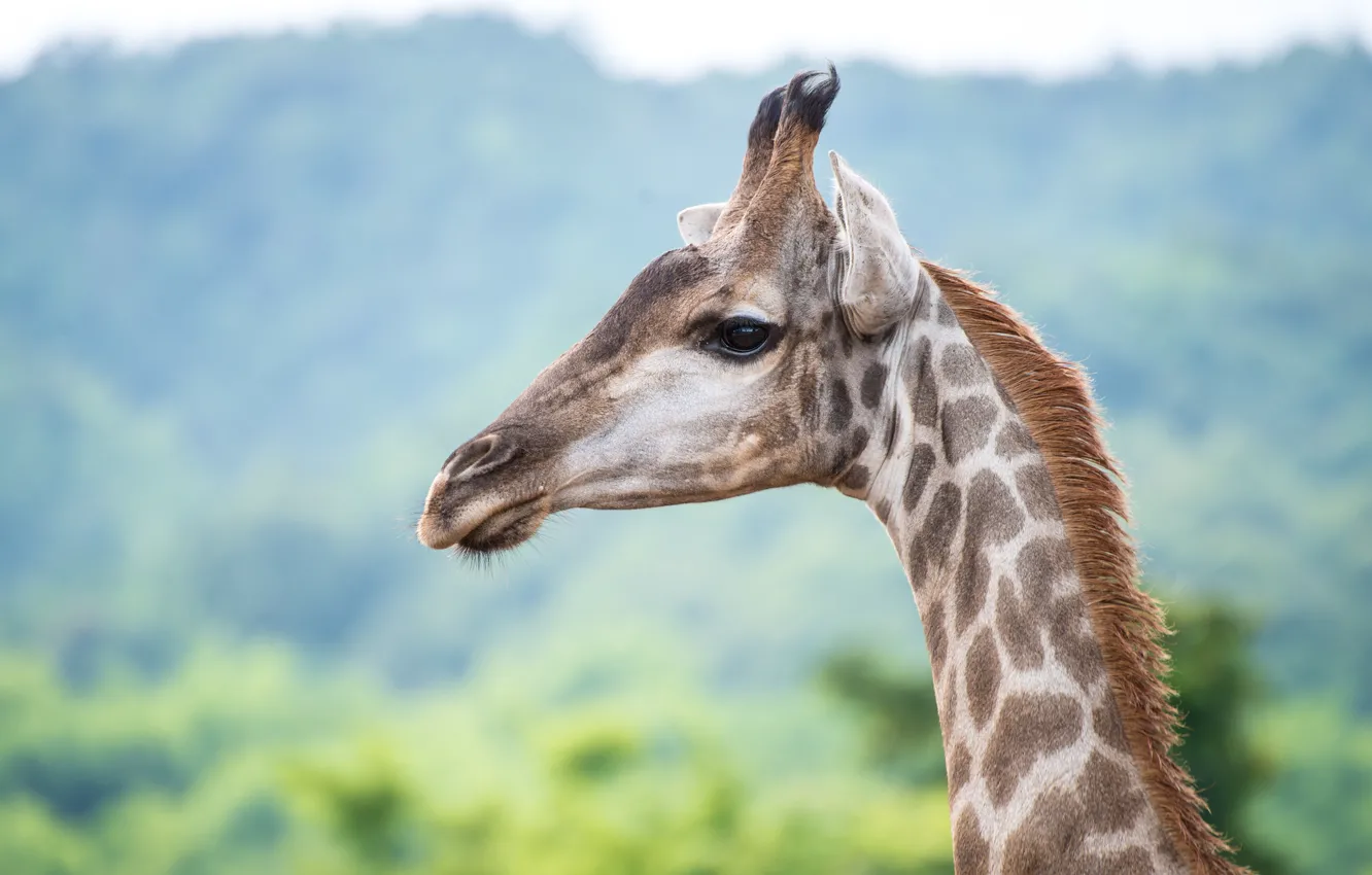 Photo wallpaper look, face, nature, portrait, giraffe