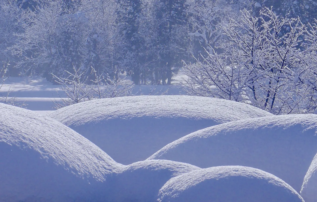 Photo wallpaper winter, forest, snow, trees, the snow, the bushes