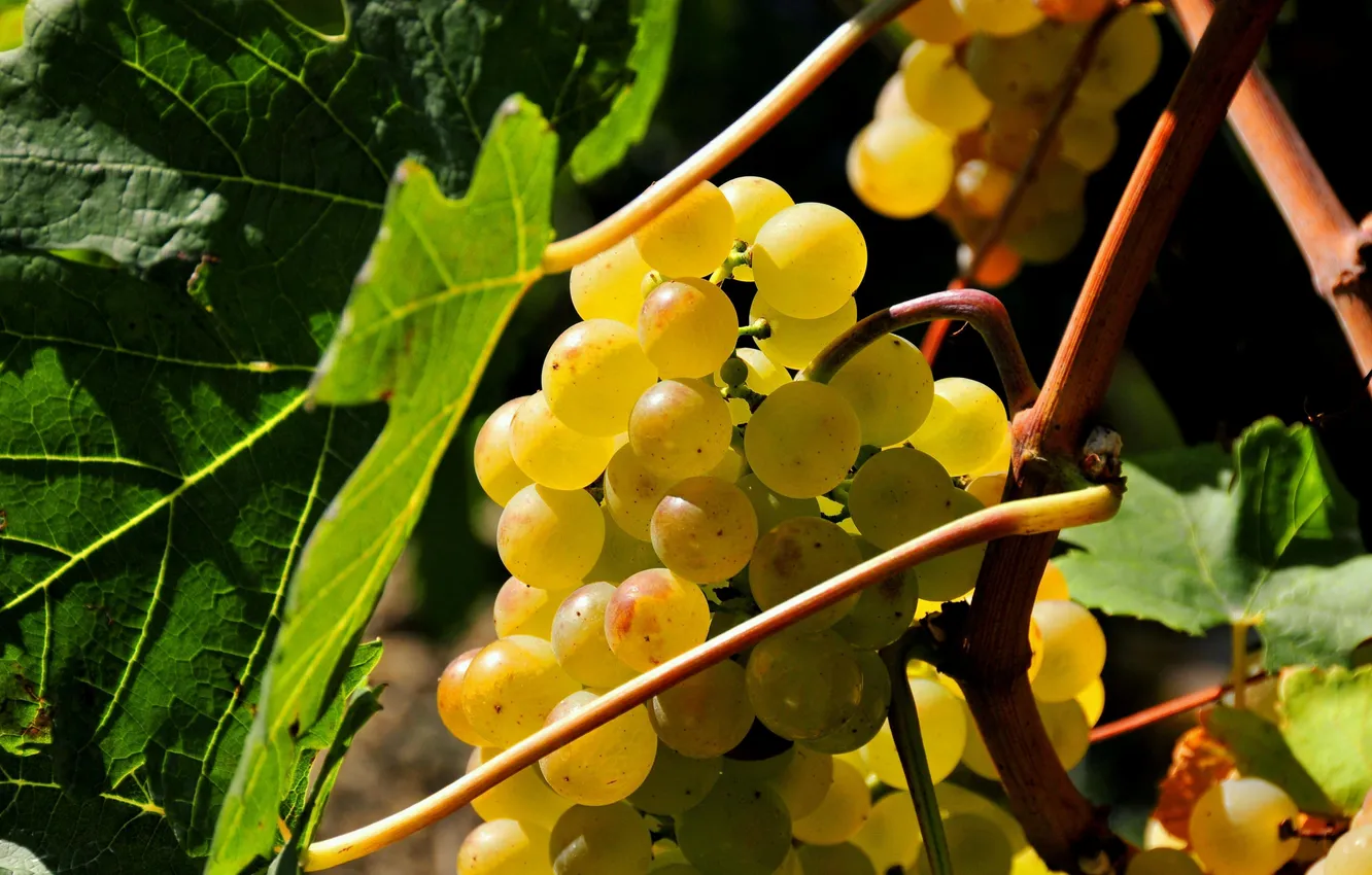 Photo wallpaper leaves, food, bunch, white grapes, Bubka