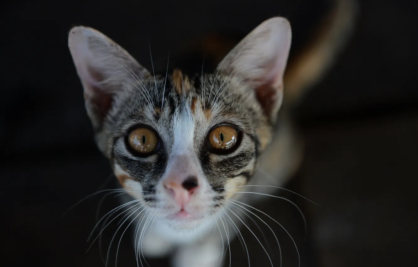 Photo wallpaper eyes, cat, mustache, Koshak